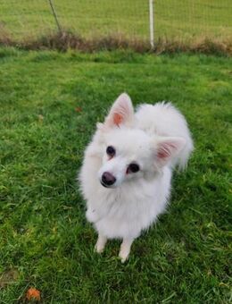 Lumi wurde von einem Vermehrer entsorgt - Chemnitz