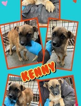 Welpenjunge Kenny bald auf Pflegestelle - Nürnberg