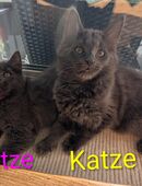 Maine Coon - Norwegische Waldkatze Kitten in 64297