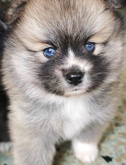 Pomsky Husky pomaranian boo zwergspitz - Lingen (Ems)