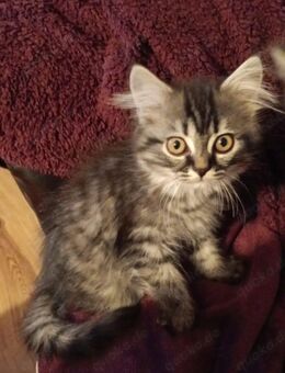 Perser Mix Kitten - Dunningen