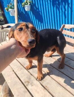 Nolang, schüchterner Herzenshund, ca. 1 - Vaterstetten