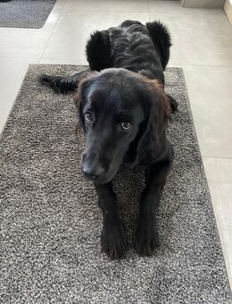 Junger Labrador Mix in liebevolle Hände abzugeben - Georgsmarienhütte