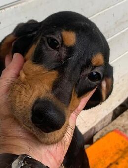 Welpen,albern,verspielt,süss - Wehr (Baden-Württemberg)