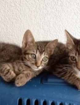 Liebe Katzenbrüder Pum und Pin - Karlsruhe