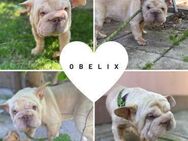 OBELIX PP Youngster möchte endlich Heim - Neustadt (Rübenberge)