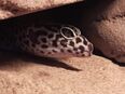 Leopardgecko 1/3 "Quasi" Zuchtgruppe in 64385