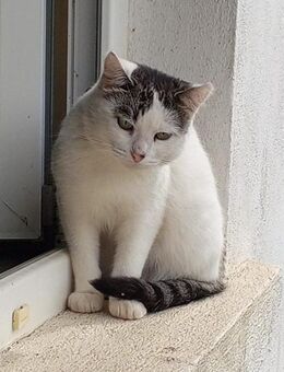 Felix ganz ruhiger Schmuser - Augsburg