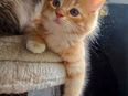 Maine Coon Kater sucht ein Zuhause! in 47169