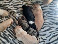 Australian Shepherd / Border Collies Welpen - Heimbach (Nordrhein-Westfalen)