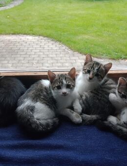 Kätzchen (Kitten) - Feldkirchen-Westerham