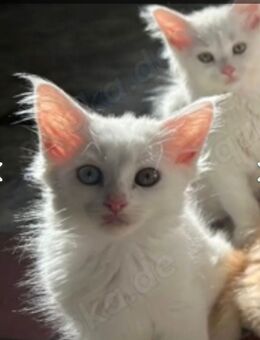 3 Maine Coon Katzenkinder möchten ausziehen - Offenbach (Main) Bürgel