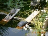 Ich suche: Schildkröten für Gartenteich. - Ballenstedt Zentrum