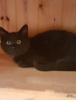 Junge schwarze und rote Katze, Kitten, Babykatze suchen ein neues zuhause - Weiding (Landkreis Cham)