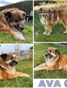 AVA -Verschmuster Teddybär- - Duisburg