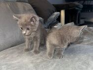 Süße BKH Kitten - Brühl (Nordrhein-Westfalen)
