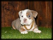 2 Old English Bulldog Welpen - Prenzlau