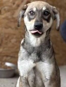 Cassie - Wünscht sich Geborgenheit - Elsdorf (Nordrhein-Westfalen)