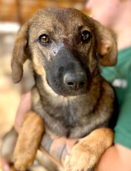 RAISA ~die Unbeschwerte mit roter Rose🌹 - Duisburg