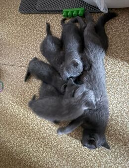 Britisch Kurzhaar Kitten - Treuchtlingen Zentrum