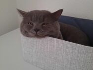 BKH Kater blue (Deckkater) wartet dringend auf einen Damenbesuch, hat Impfenpass, hat BLUTGRUPPE A. Nicht verkauft - Bremerhaven