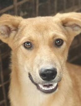 GORBI-ein richtiger Goldschatz, 52 cm - Rösrath