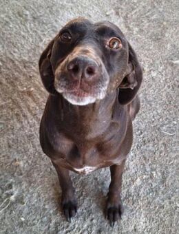 Unterforderte Sandy-Lou liebt alle... - Mettmann