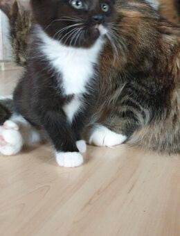 Maincoon Mix kitten in gute Hände zu verkaufen - Schweinfurt