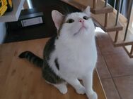 Lieber Hauskater (16 Monate alt) sucht neues Zuhause