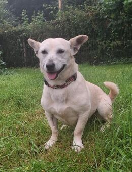 Xena - die kleine Labbi Mix Hündin - Paderborn