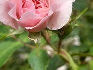 Singlefrau gesucht - Markersdorf