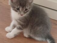 weibliche Kitten - Bochum