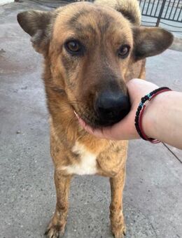 Oskar sucht ein neues Lebensgefühl - Celle