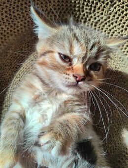 🐱 Wunderschönes Gold Shaded Mädchen – 4 Monate alt 💛 - Wittenberg (Lutherstadt) Wittenberg