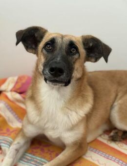 Malaika Lebensfreude auf vier Pfoten - Chemnitz