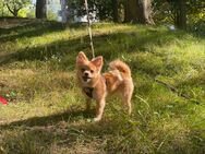 Rot, klein und niedlich, Chihuahua Hybrid Pomeranien - Berlin Steglitz-Zehlendorf