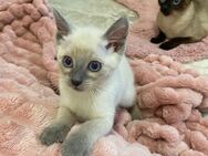 Zauberhafte Siam Kitten - mit blauen Augen - Paderborn