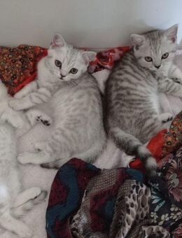 Süße reinrassige BKH Kitten ohne Stammbaum - Gemmrigheim