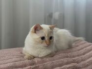 Einen liebevollen Ragdoll-Kater günstig abzugeben - Nagold Zentrum