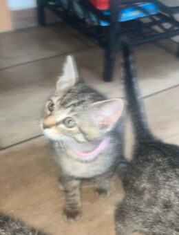 Baby Katze ohne Papiere - Neustadt (Aisch)
