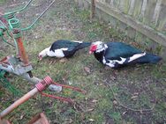 Enten Warzenenten Flugenten - Waldenburg (Sachsen)