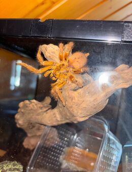 Vogelspinne Pterinochilus murinus - Moringen Zentrum