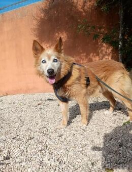 Mario sucht seine Menschen - Fronreute