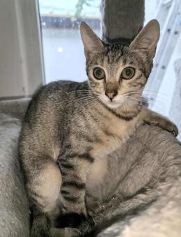 Katze FINE überlebte als einziges Kitten - Augsburg