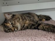 Main Coon Mix Mädchen - Mannheim