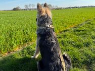 Deutscher Schäferhund Mix - Wassenberg Zentrum