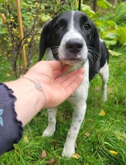 Liby, a.d.Tierschutz, sucht Happy-Home - Krauschwitz