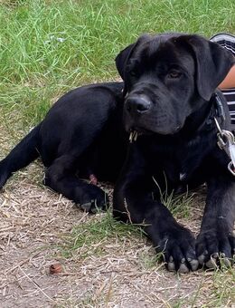 Labrador-Mix - Günstedt