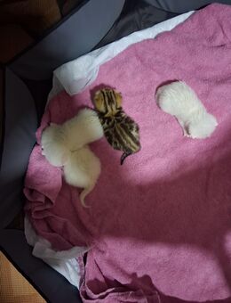 BKH Kitten - Viersen