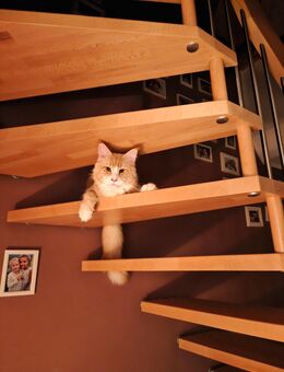 Maine Coon Kater - Hettstedt